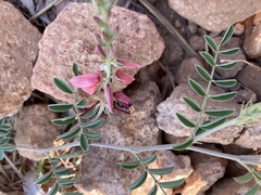 Indigofera oxytropis