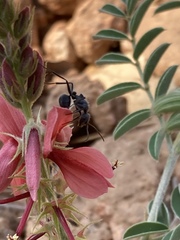 Indigofera oxytropis