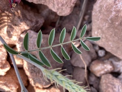 Indigofera oxytropis
