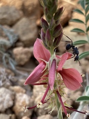 Indigofera oxytropis