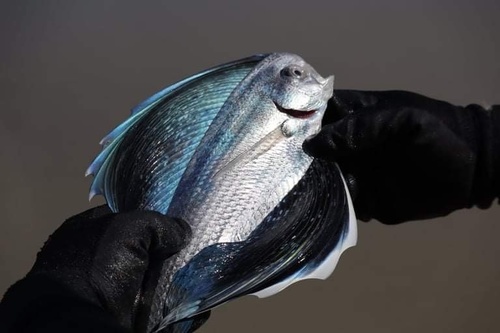 Fanfish (Pteraclis velifera) — Bramidae