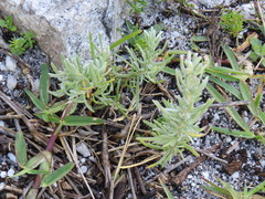 Eriocephalus racemosus