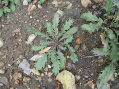 Lepidium apetalum