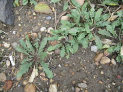 Lepidium apetalum