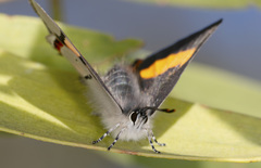 Pseudalmenus chlorinda