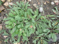 Lepidium apetalum