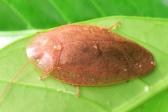 Pseudophoraspis nebulosa