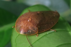 Pseudophoraspis nebulosa