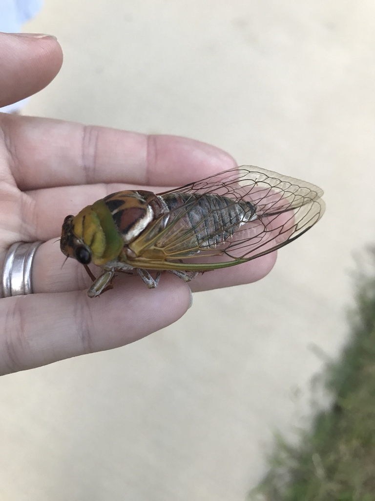 Megatibicen pronotalis walkeri