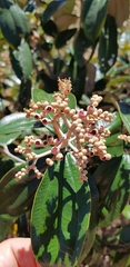 Miconia albicans