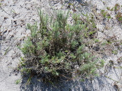 Eriocephalus racemosus