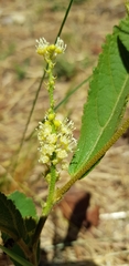 Croton antisyphiliticus