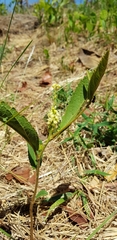 Croton antisyphiliticus
