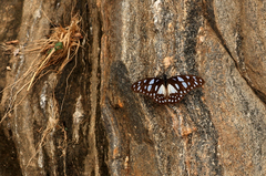 Graphium leonidas