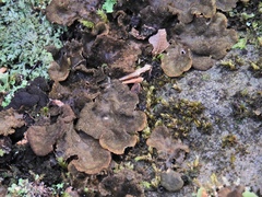 Peltigera evansiana