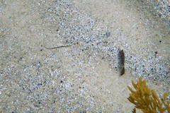 Stigmatopora nigra