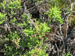 Arctotis aspera aspera