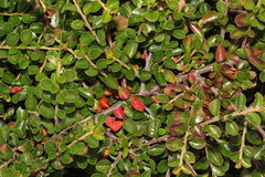 Cotoneaster hjelmqvistii