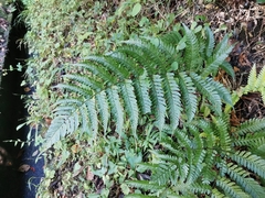 Dryopteris erythrosora