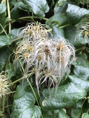 Clematis vitalba