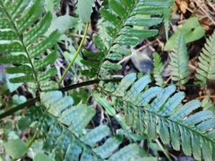 Dryopteris erythrosora