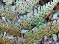 Dryopteris erythrosora