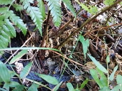 Dryopteris erythrosora