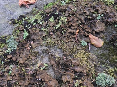 Peltigera evansiana