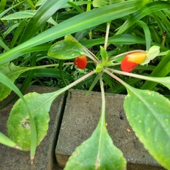 Impatiens niamniamensis