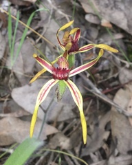Caladenia arrecta