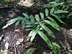 Coniogramme japonica