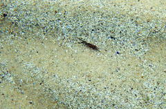 Stigmatopora nigra