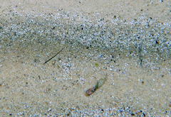 Stigmatopora nigra
