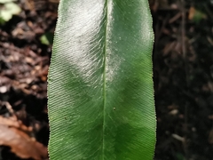 Coniogramme japonica