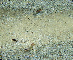 Stigmatopora nigra
