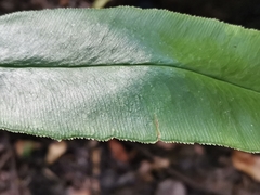 Coniogramme japonica