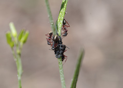 Camponotus suffusus bendigensis