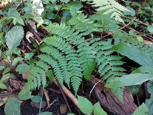 Diplazium chinense
