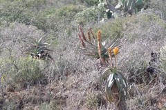 Aloe africana