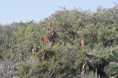 Aloe africana
