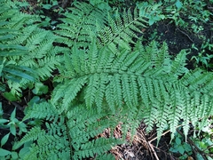 Arachniodes standishii