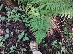 Arachniodes standishii