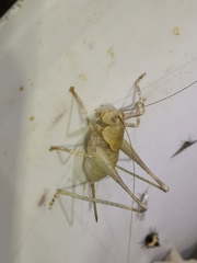 Thyreonotus bidens