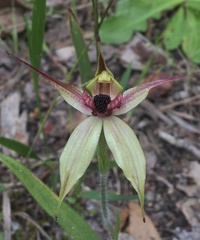 Caladenia macrostylis