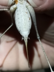 Thyreonotus bidens