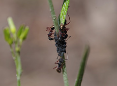 Camponotus suffusus bendigensis