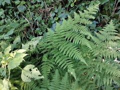 Macrothelypteris viridifrons