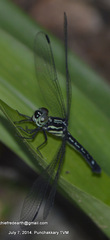 Hylaeothemis apicalis