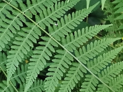 Macrothelypteris viridifrons