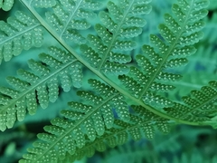 Macrothelypteris viridifrons